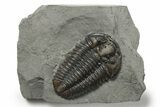 Calymene Niagarensis Trilobite Fossil - New York #270242-1